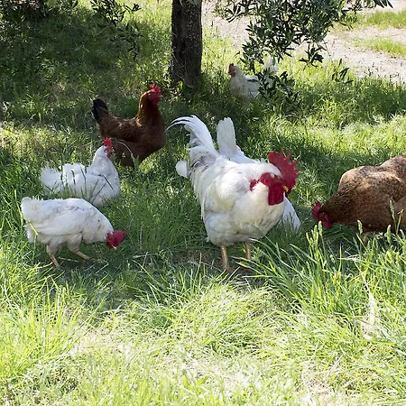Costa Etrusca Agroturismo